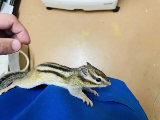 シマリス（ノーマル）