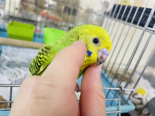 セキセイインコ
