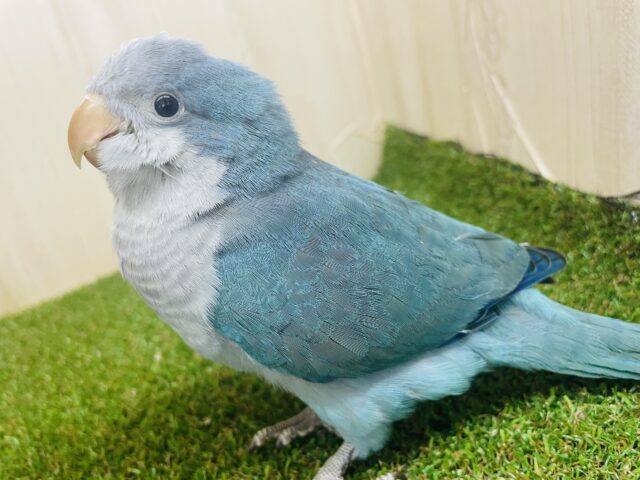 オキナインコ