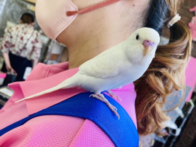 セキセイインコ