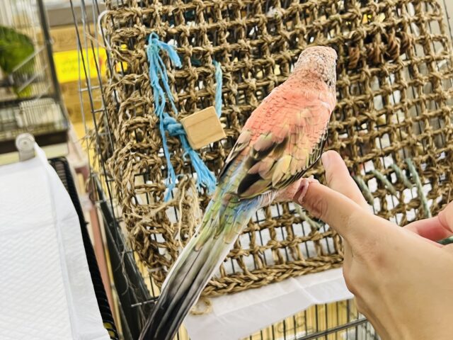 アキクサインコ（秋草インコ）