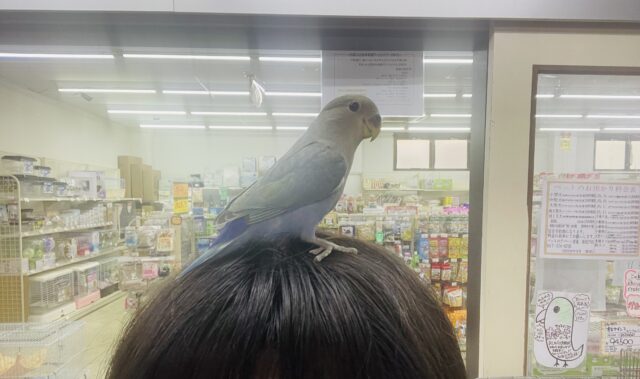 コザクラインコ（小桜インコ）
