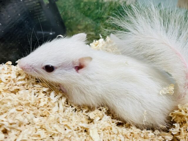 ホワイトシマリス