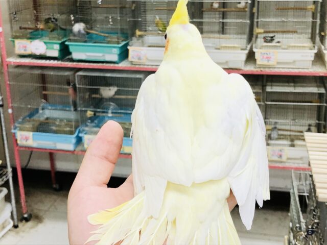 オカメインコ
