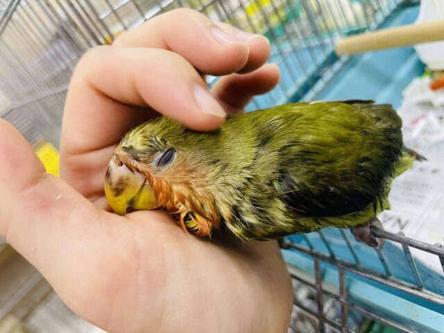 コザクラインコ（小桜インコ）