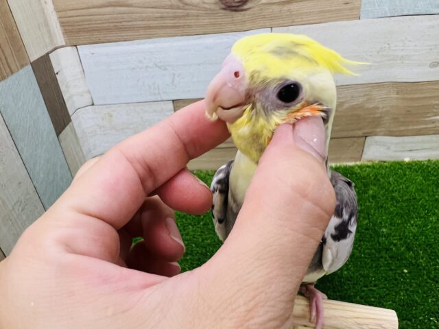 オカメインコ