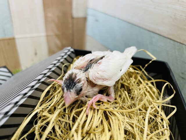 十姉妹（ジュウシマツ）