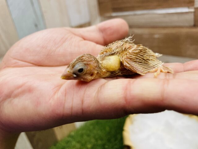 十姉妹（ジュウシマツ）