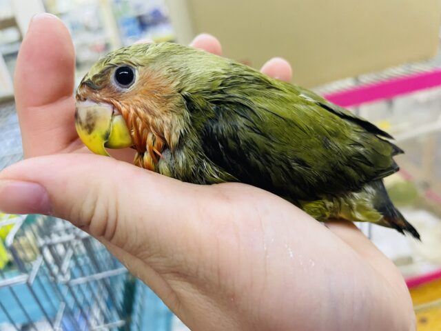 コザクラインコ（小桜インコ）