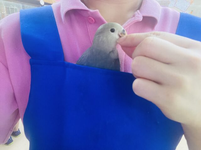 コザクラインコ（小桜インコ）