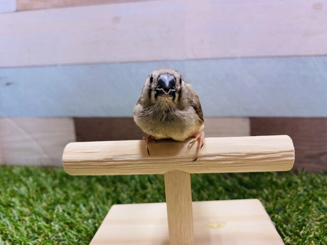 錦花鳥（キンカチョウ）