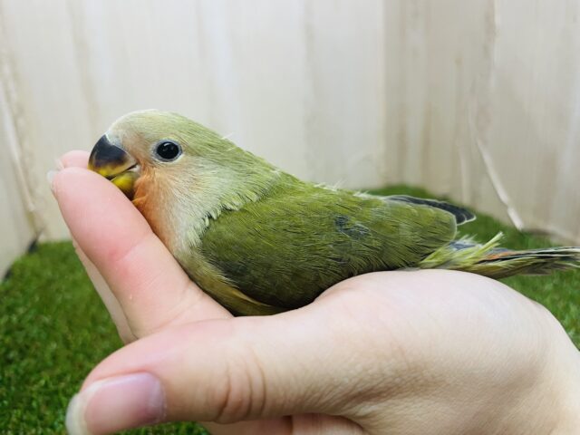 コザクラインコ（小桜インコ）