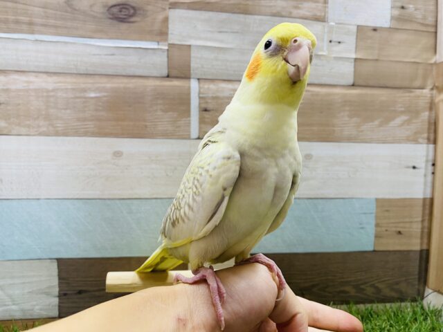 オカメインコ