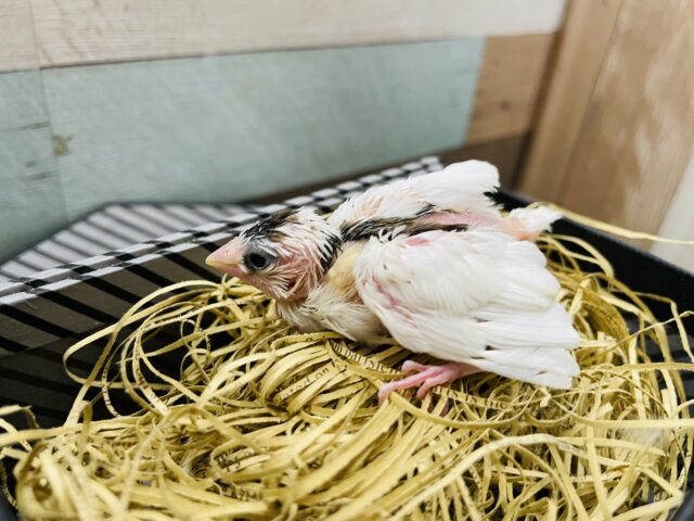 十姉妹（ジュウシマツ）