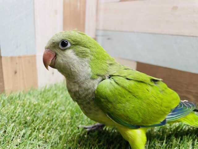 オキナインコ