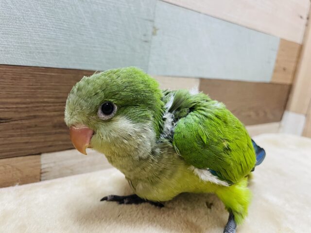 オキナインコ
