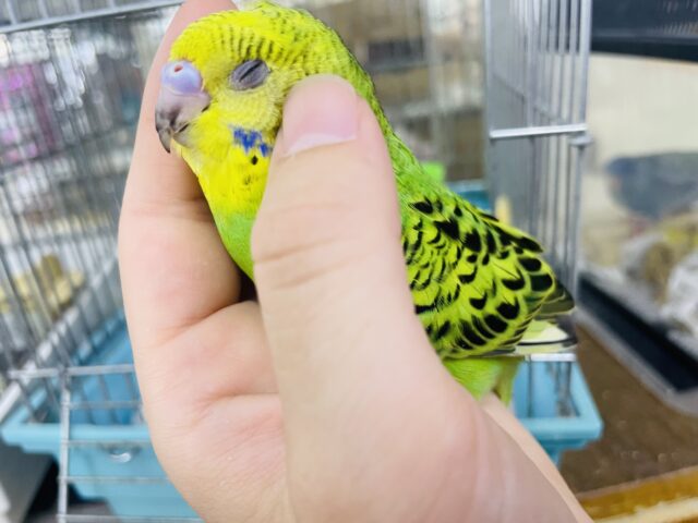 セキセイインコ