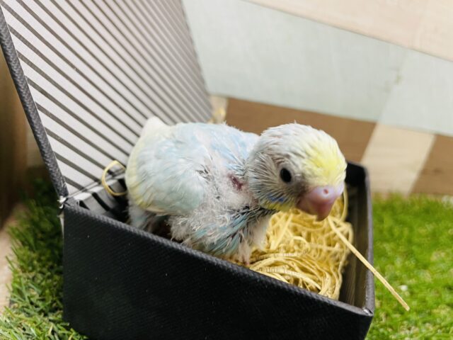 セキセイインコ