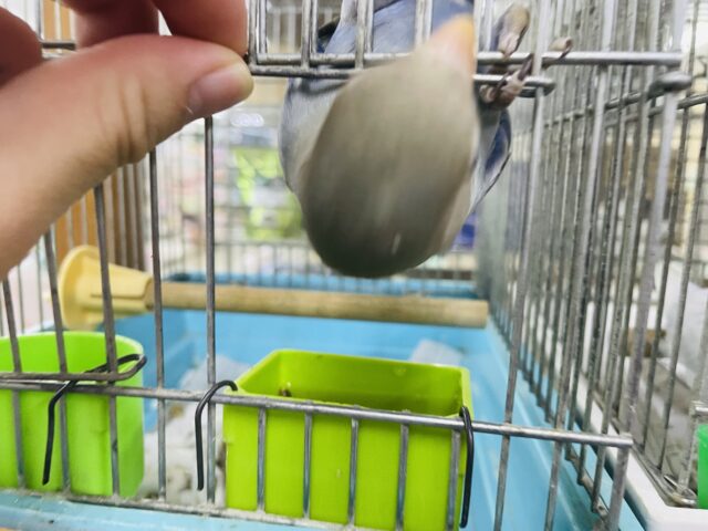 コザクラインコ（小桜インコ）