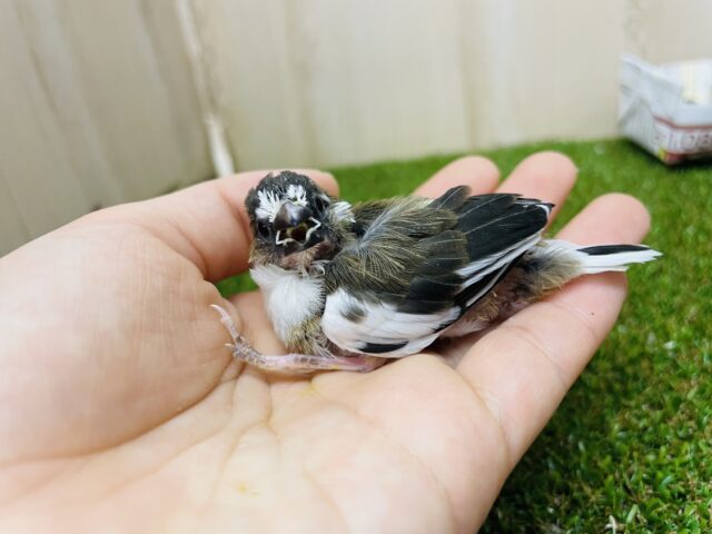 十姉妹（ジュウシマツ）