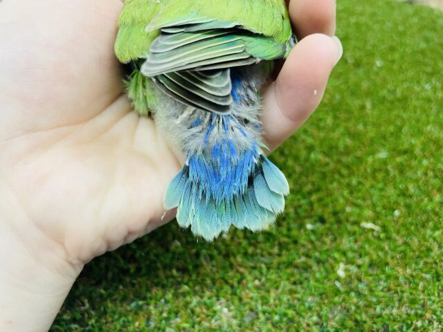 コザクラインコ（小桜インコ）