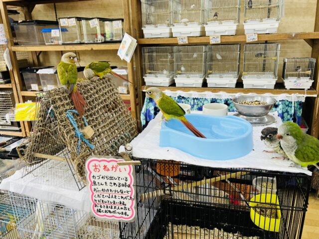 ■■■ ウロコインコ ■■■