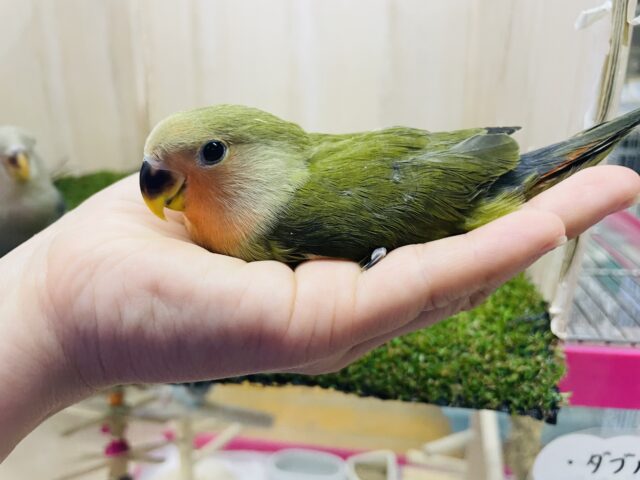 コザクラインコ（小桜インコ）