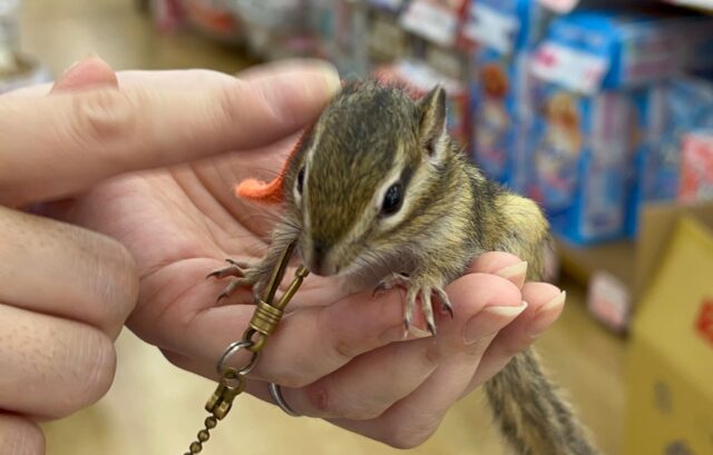 シマリス（ノーマル）