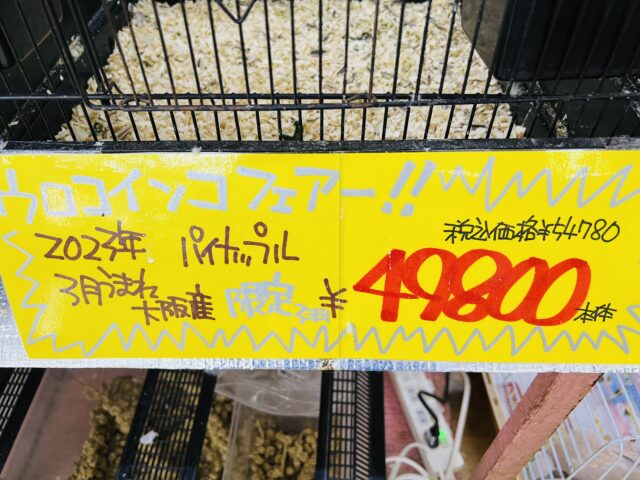 芳醇♡パイナップルウロコインコー! ■■■ ウロコインコ ■■■