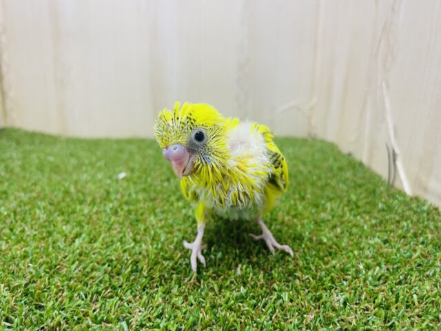 セキセイインコ