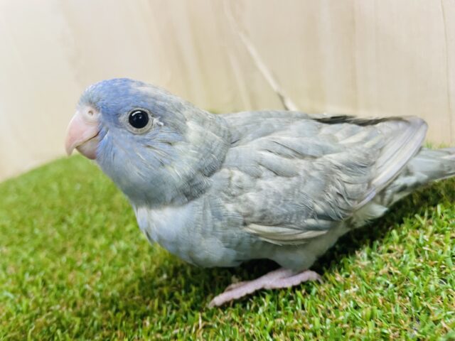 サザナミインコ