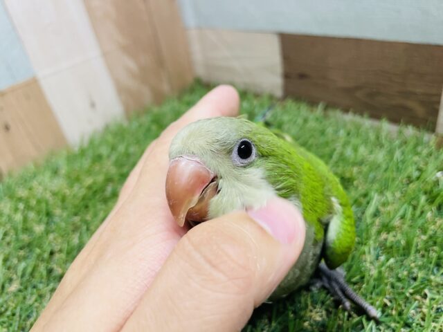 最新画像あります☆ヒナ餌卒業‼️上目遣いが可愛らしい!!オキナインコのグリーン! オキナインコ