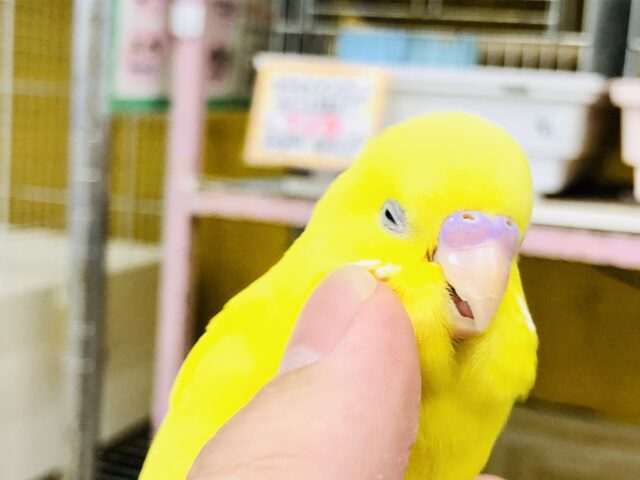 セキセイインコ