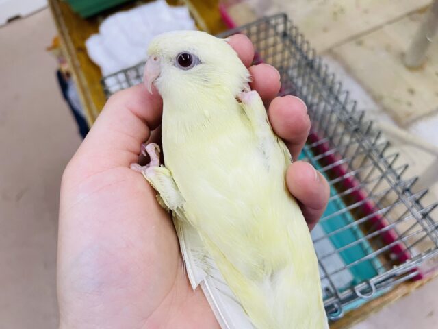 サザナミインコ