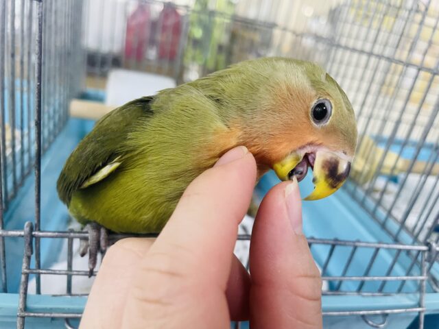 コザクラインコ（小桜インコ）