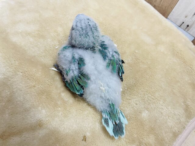 オキナインコ