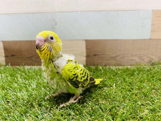 セキセイインコ