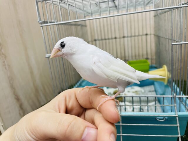 十姉妹（ジュウシマツ）