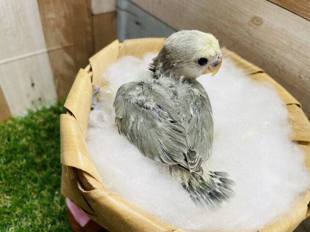 コザクラインコ（小桜インコ）