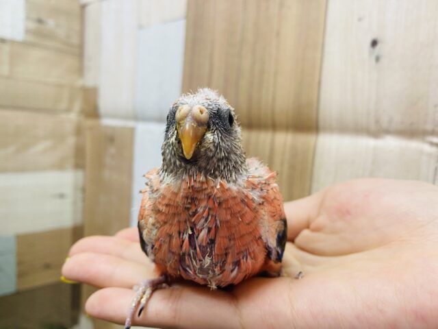 アキクサインコ（秋草インコ）