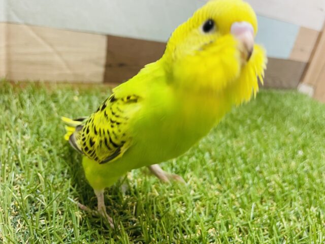 セキセイインコ