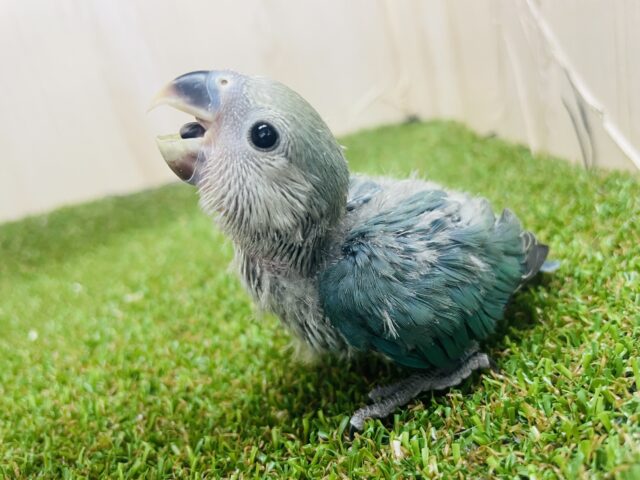 うわの空から夢の世界へようこそ🍀ばぶみコザたん! コザクラインコ ブルーチェリー コザクラインコ(小桜インコ)