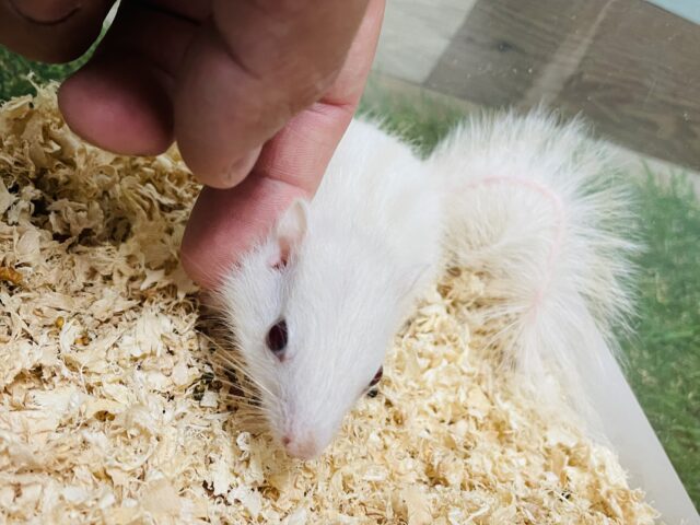 ホワイトシマリス