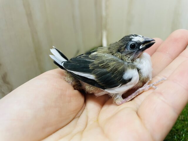 十姉妹（ジュウシマツ）