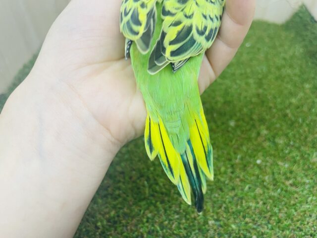 セキセイインコ