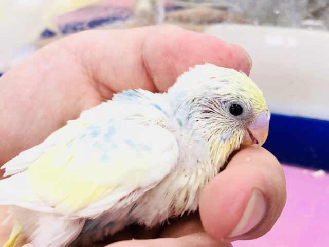 セキセイインコ