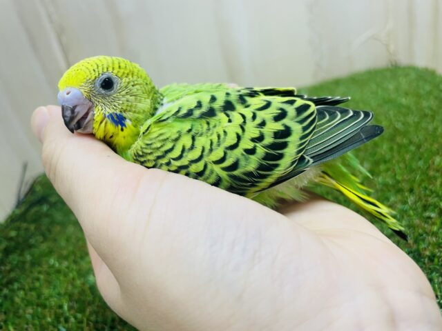 セキセイインコ