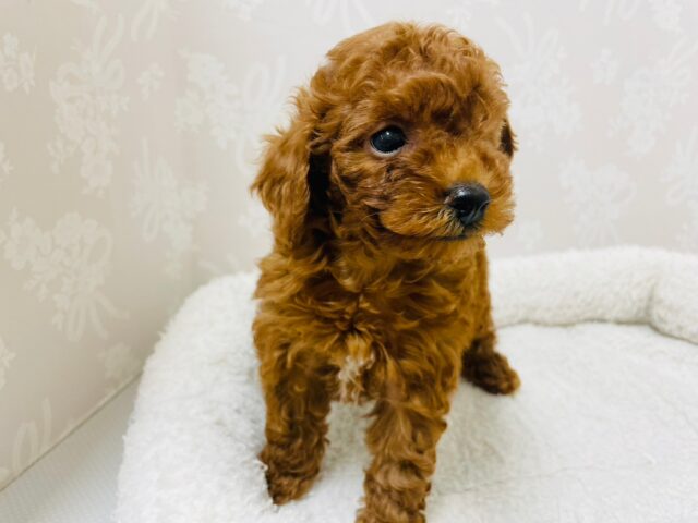 トイプードル