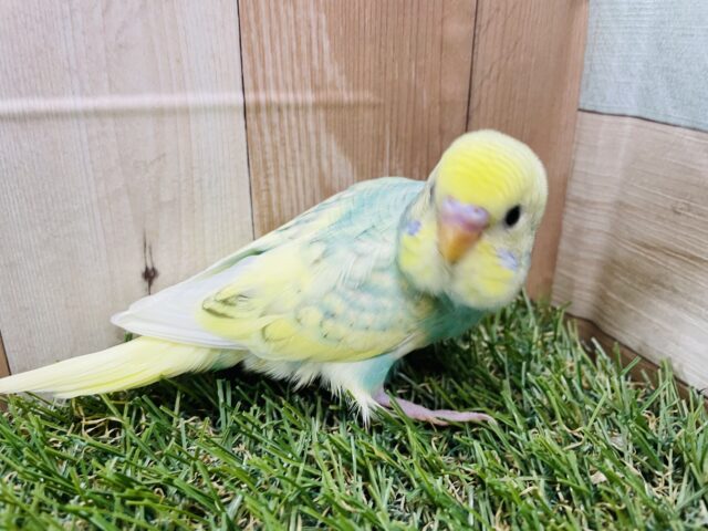 セキセイインコ