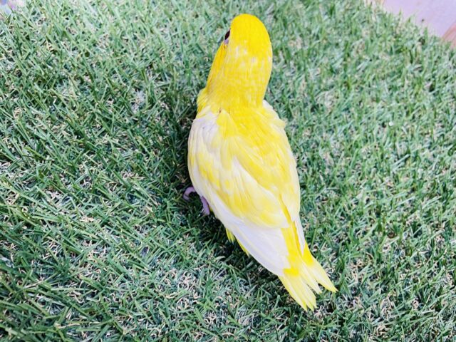 サザナミインコ